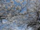 桜★