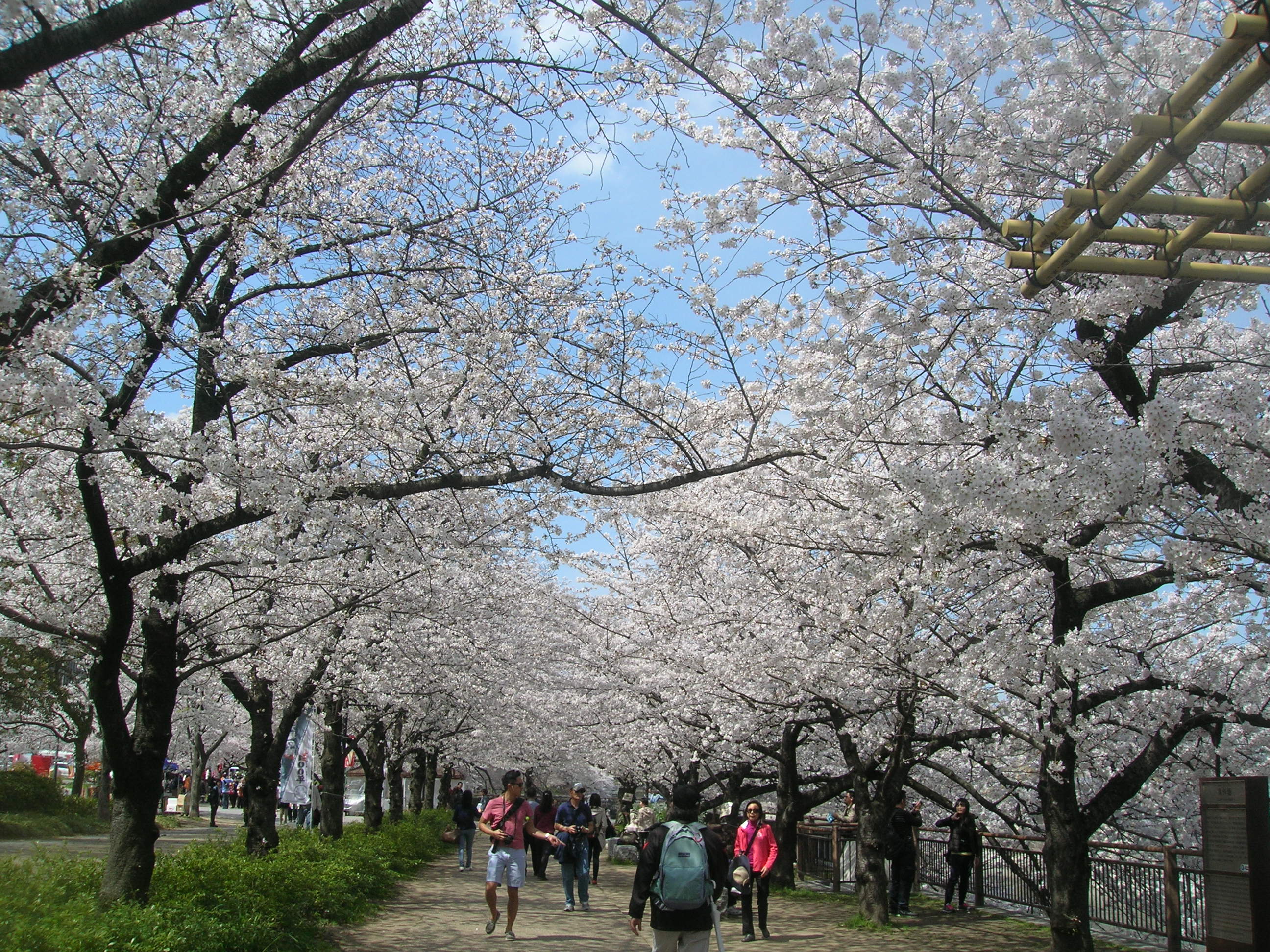 桜★