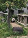 panda.jpg