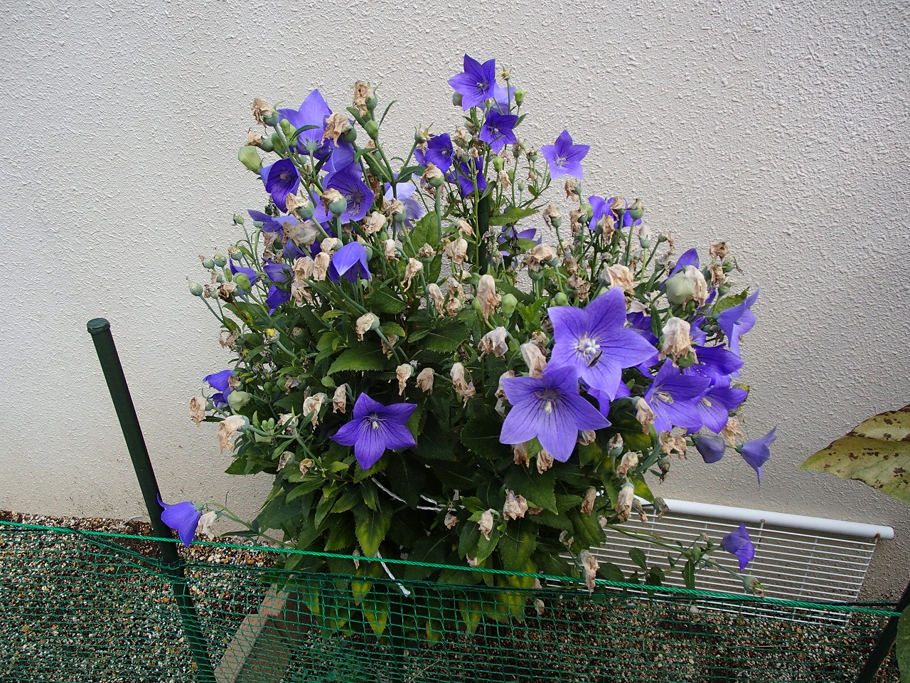 p9190002.jpg