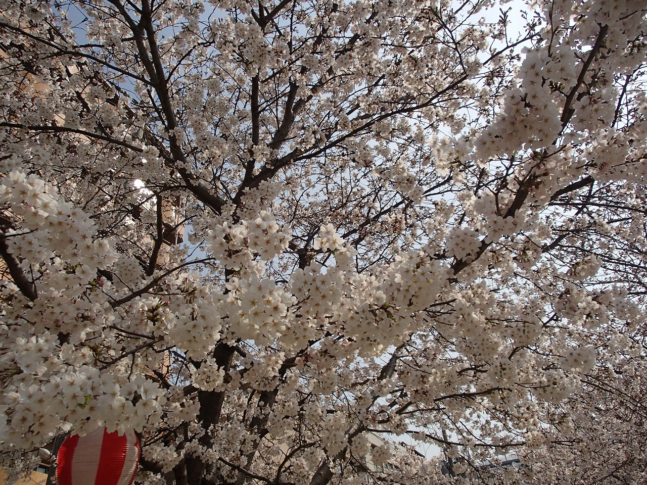 p3260020.JPG
